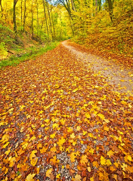 Jesień park z szlak — Zdjęcie stockowe