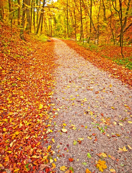 Jesień park z szlak — Zdjęcie stockowe