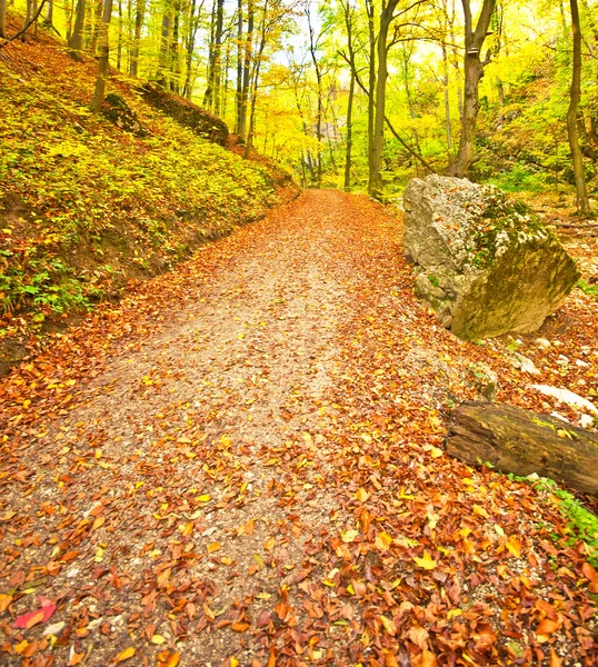 Höstens park med spår — Stockfoto