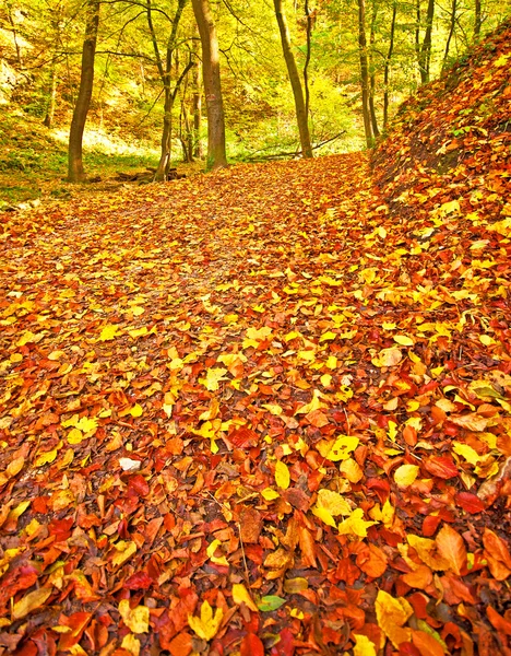 Jesień park z szlak — Zdjęcie stockowe