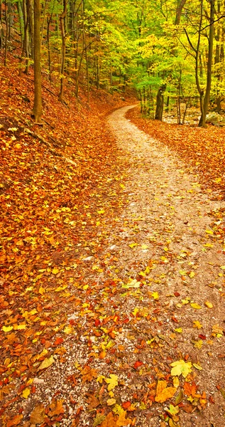 Осенний парк с тропой — стоковое фото