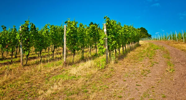 Beautiful growing Vineyards — Stock Photo, Image
