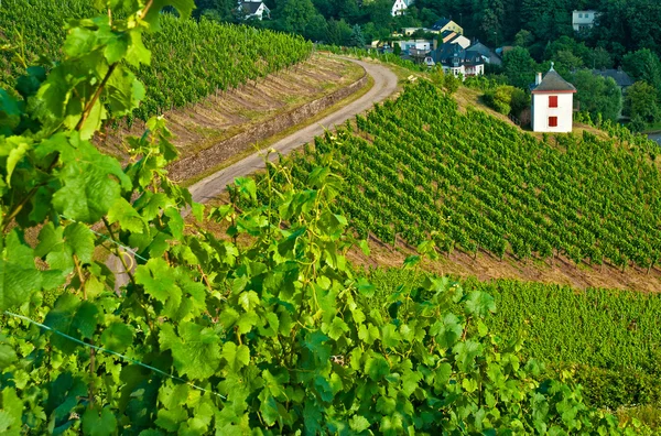 Beautiful growing Vineyards — Stock Photo, Image