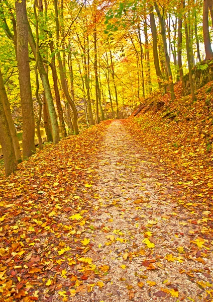 Iz ile sonbahar park — Stok fotoğraf