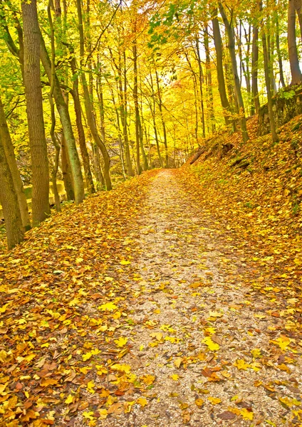 Autumn park with trail — Stock Photo, Image