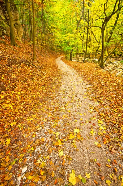 Parque de otoño con sendero —  Fotos de Stock