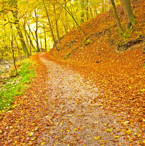 Autumn park with trail — Stock Photo, Image