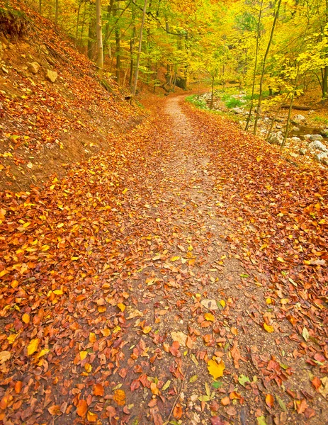 Jesień park z szlak — Zdjęcie stockowe