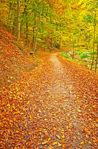 Parque de otoño con sendero —  Fotos de Stock