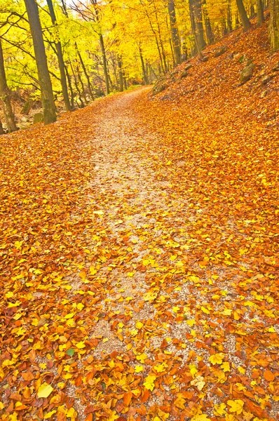 Autumn park with trail — Stock Photo, Image