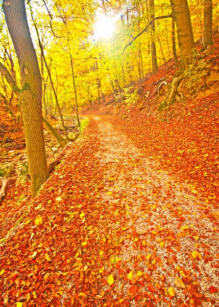 Podzimní park s stezka — Stock fotografie