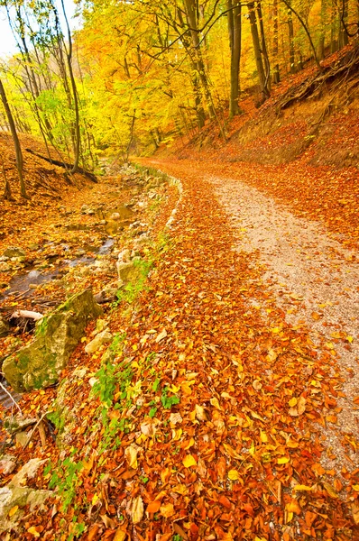 Jesień park z szlak — Zdjęcie stockowe