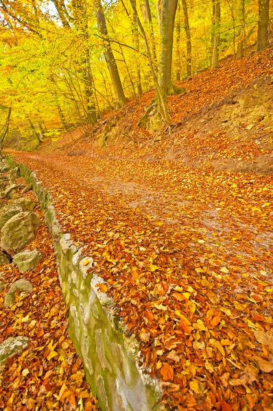 Park z kamienia szlak — Zdjęcie stockowe