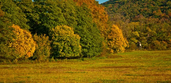 Autumn colorful trees — Stock Photo, Image