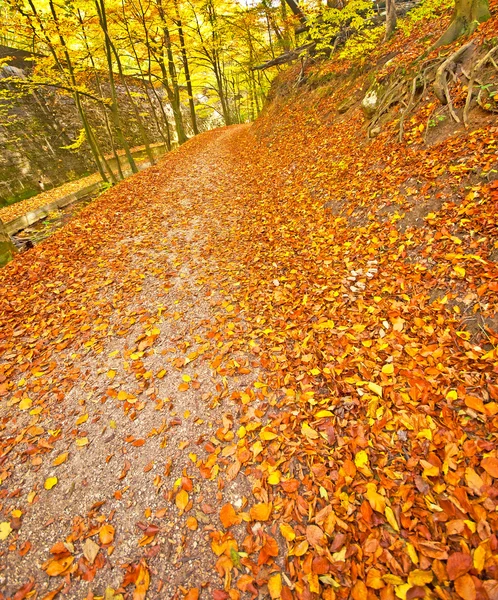 Autumn park with trail — Stock Photo, Image