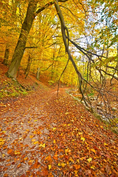 Podzimní park s stezka — Stock fotografie