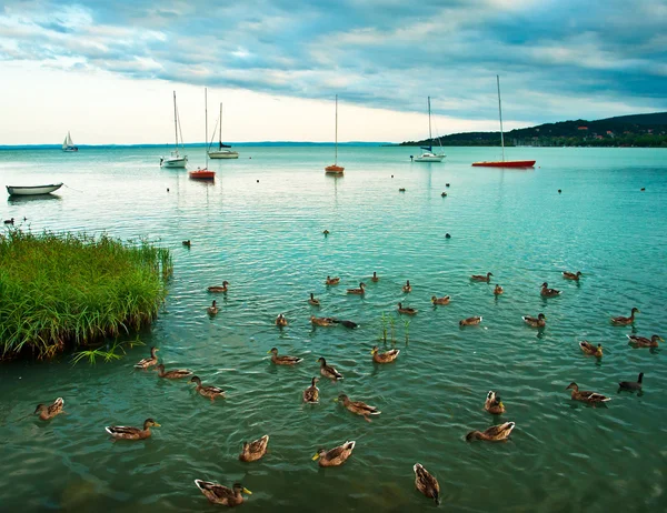 Червоний Вітрильники на озері — стокове фото