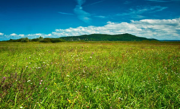 Campo agradável com flores — Fotografia de Stock