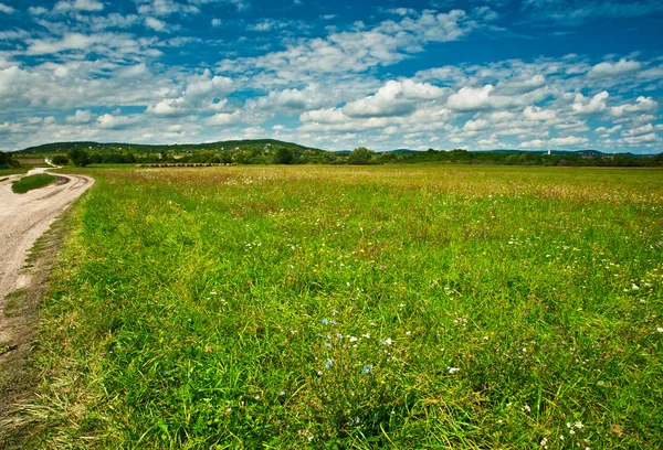 Bonito campo con flores — Foto de Stock