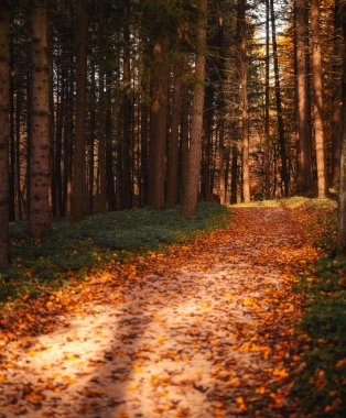 Autumn Forest Trail with Golden Leaves and Warm Light