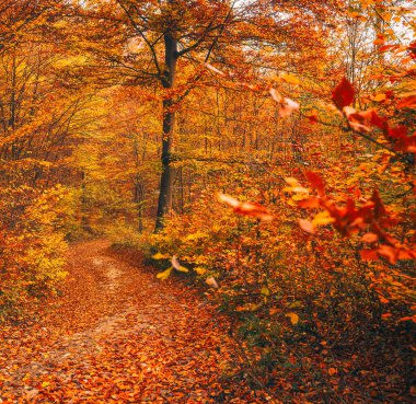 Autumn Forest Trail with Golden Leaves and Warm Light