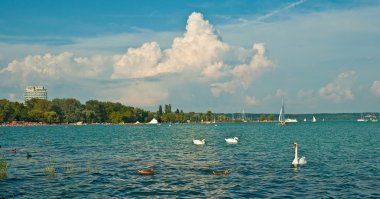 Beyaz kuğular gölde 