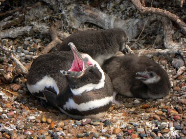 Küçük Macellan penguenleri
