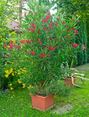 Tencerede canlı taze çiçekler