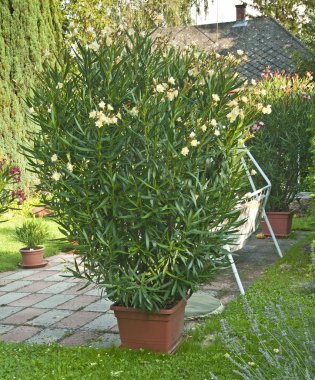 Tencerede canlı taze çiçekler