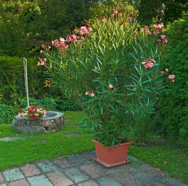 Tencerede canlı taze çiçekler