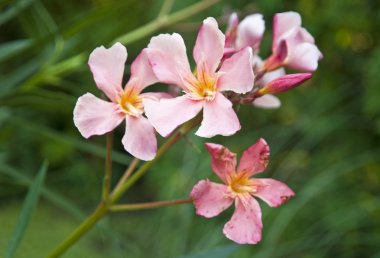 Güzel renkli Canlı çiçekler