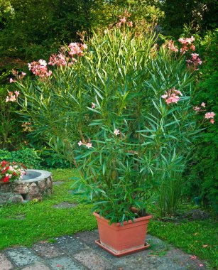 Tencerede canlı taze çiçekler