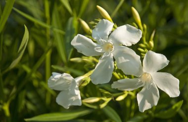 Güzel renkli Canlı çiçekler