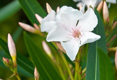 Güzel renkli Canlı çiçekler