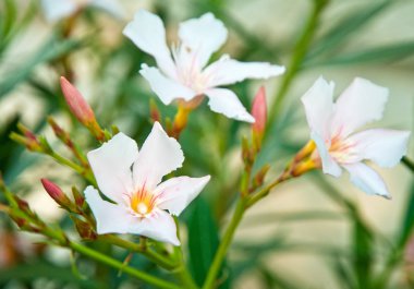 Güzel renkli Canlı çiçekler