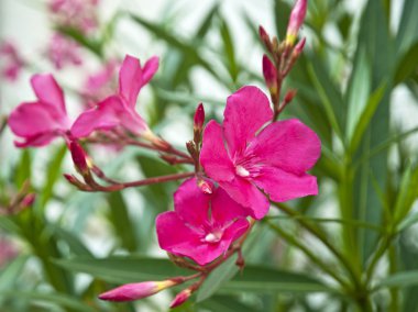 Güzel renkli Canlı çiçekler