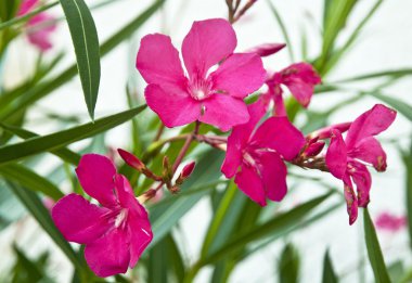 Güzel renkli Canlı çiçekler