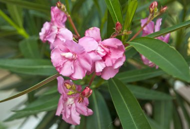 Güzel renkli Canlı çiçekler