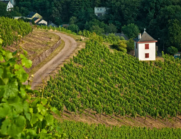 Route viticole colorée — Photo