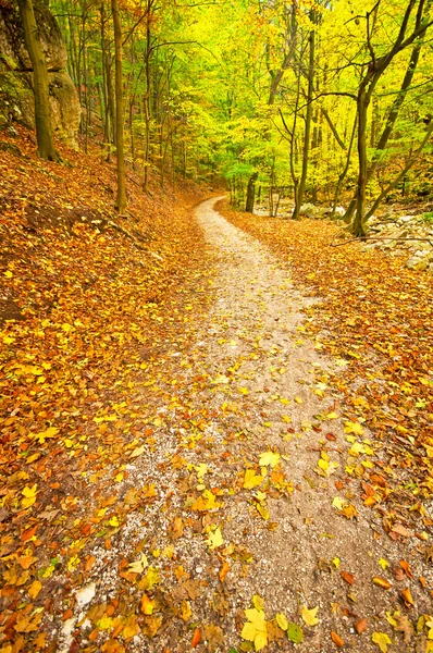 Golden vivid autumn in forest — Stock Photo, Image