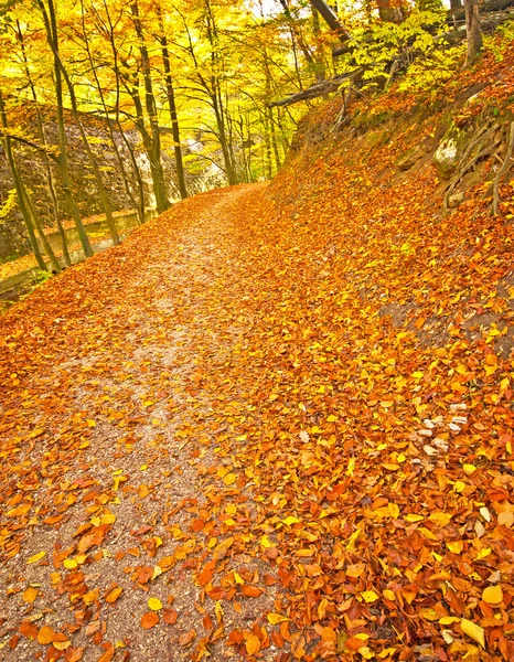 Ormandaki altın canlı sonbahar — Stok fotoğraf