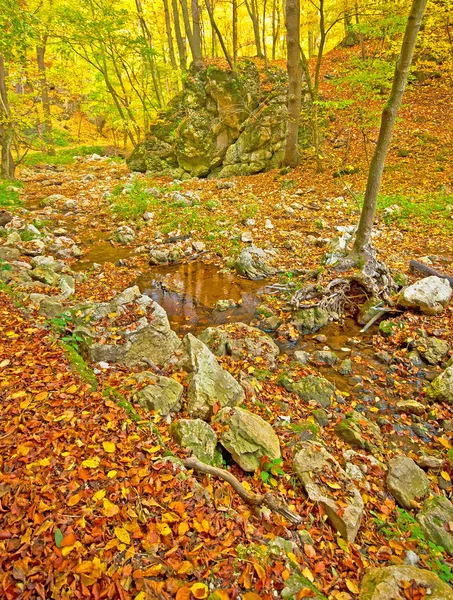 Gyllene levande höst i skogen — Stockfoto