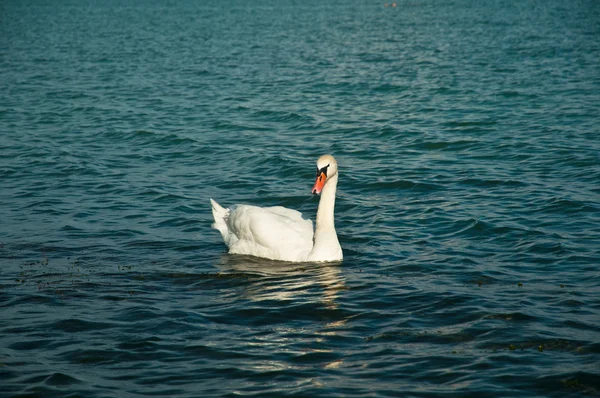 Biały łabędź na jeziorze — Zdjęcie stockowe
