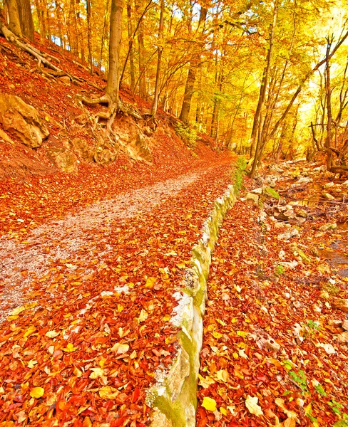 Outono vívido dourado na floresta — Fotografia de Stock