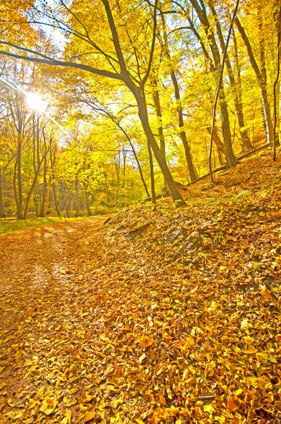 Gyllene levande höst i skogen — Stockfoto