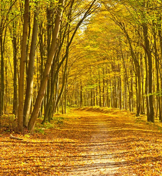 Zlatý podzim živé v lese — Stock fotografie
