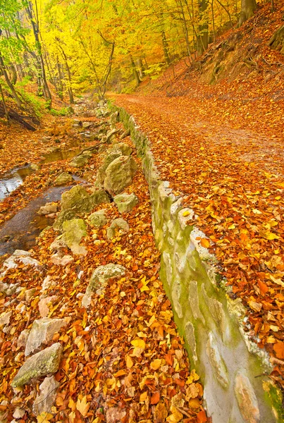 Autunno vivido dorato nella foresta — Foto Stock