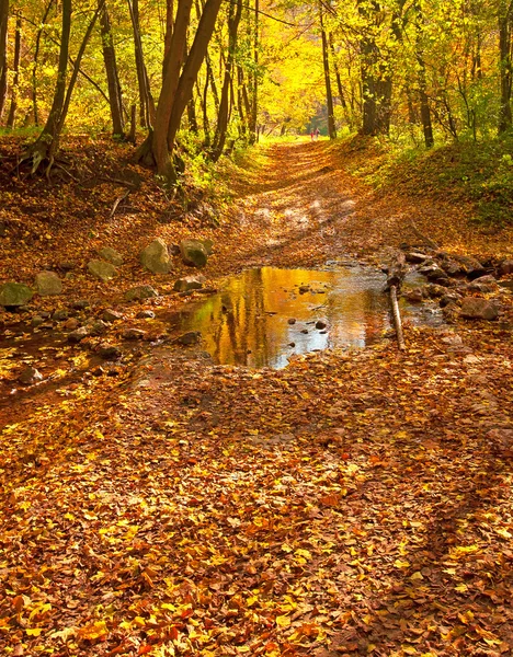 Otoño vivo dorado en el bosque —  Fotos de Stock