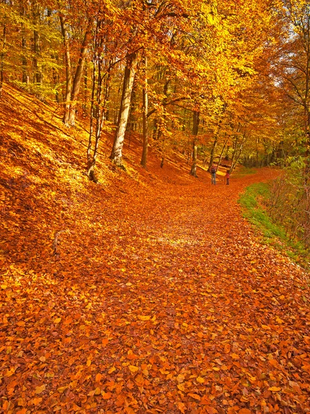 Gyllene levande höst i skogen — Stockfoto