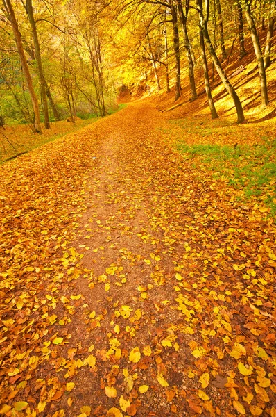 Ormandaki altın canlı sonbahar — Stok fotoğraf